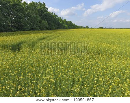 Field Of Flowering Rape. Rape, A Syderatic Plant With Yellow Flowers. Field With Siderates.