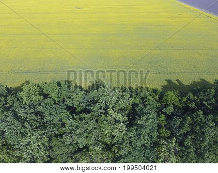 Field Of Flowering Rape And Forest Belts For Wind Protection. Rape, A Syderatic Plant With Yellow Fl