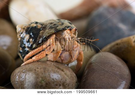 Caribbean Hermit Crab (Coenobita clypeatus) on wet stones