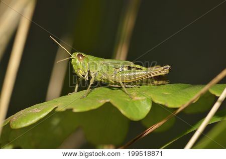 Meadow Grasshopper