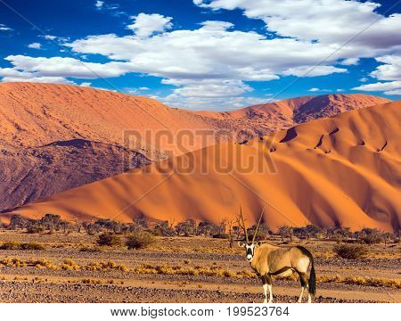  The concept of extreme and exotic tourism. African Oryx gaselle standing at the road. Sunset in the Namib Desert, the oldest in the world. Namibia, South Africa