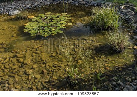 Small pond with water lily and green grass in summer morning