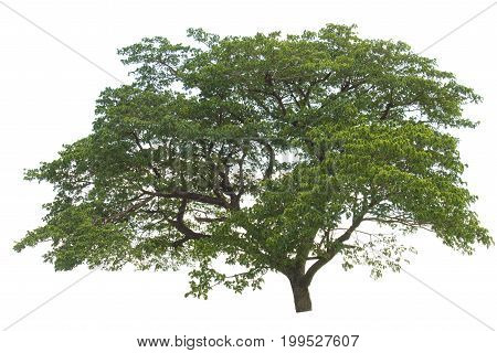 isolate tree Green leaves on white background