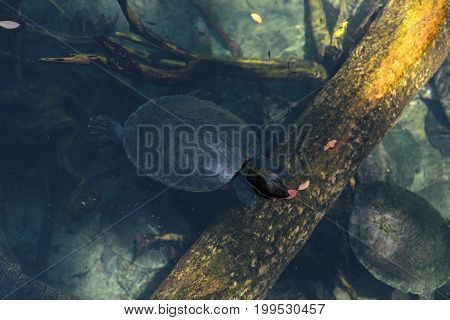 Northern River Terrapin Turtle Called Batagur Baska