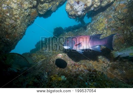 California sheephead (Semicossyphus pulcher) in the Pacific Ocean, CA