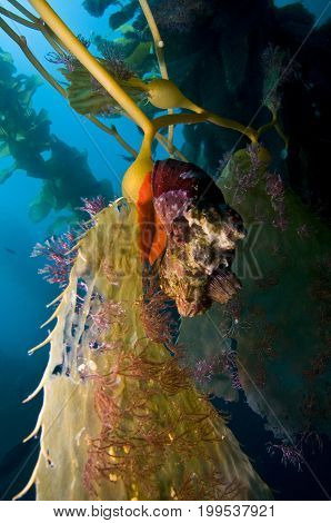 Sea Snail on Giant Kelp (Macrocystis pyrifera) frond in Pacific Ocean, CA