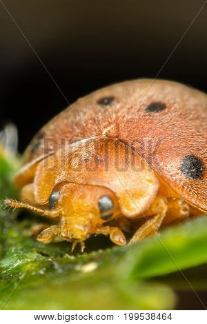 Macro Of Bug Insect (ladybug) On Leaf In Nature