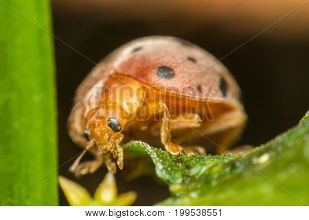 Macro Of Bug Insect (ladybug) On Leaf In Nature