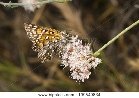Apodemia virgulti Behr's Metalmark in Camarillo, CA