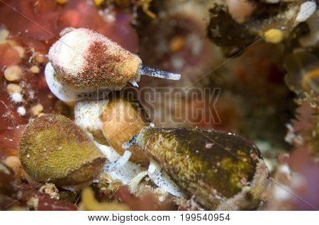 California Cone (Conus californicus) in Pacific Ocean, California