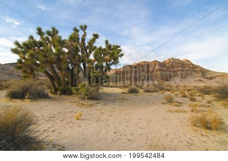 Red Cliffs Natural Preserve (Red Rock Canyon CA) featuring joshua trees (Yucca brevifolia)