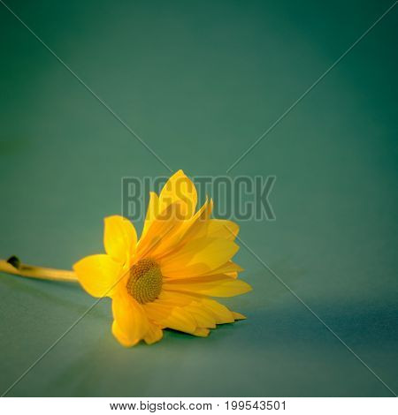 Close up and selective focus on yellow flawer of beautiful chrysanthemum with sunlight effect and soft green background. Vintage image style
