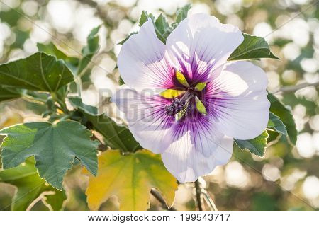 Pink and purple flower of hibiscus variety