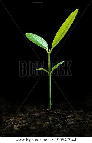 Bud Leaves Of Young Plant Seeding In Black Background