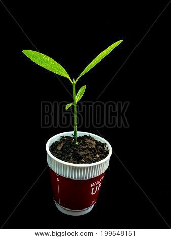 Bud Leaves Of Young Plant Seeding In Black Background