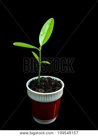 Bud Leaves Of Young Plant Seeding In Plastic Cup