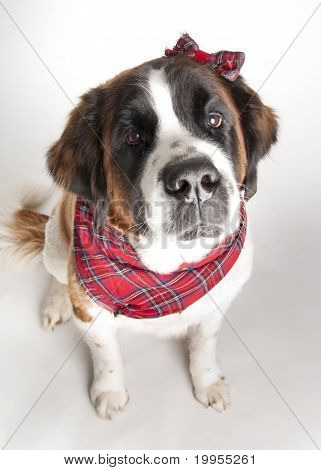 St. Bernard Dog