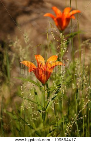 Dahurian lily flower close-up on blurred background