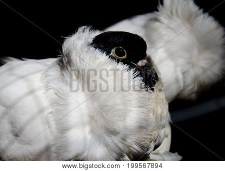 Beautiful German helmet pigeon in a cage (on the black background) pigeon mail concept