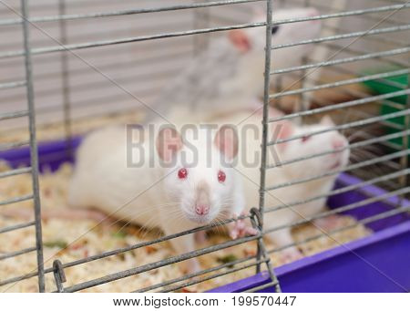 Curious white laboratory rat looking out of a cage with other rats shallow DOF with selective focus on the rat nose
