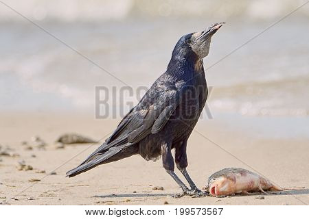 Crow on the beach summer day eating fish