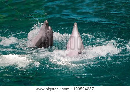 Couple Of Beautiful Dolphins Frolic In Water