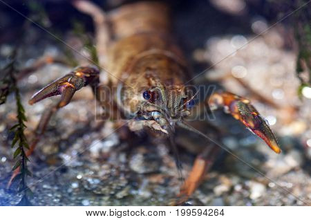 Close-up on a crab. Shallow depth of field.