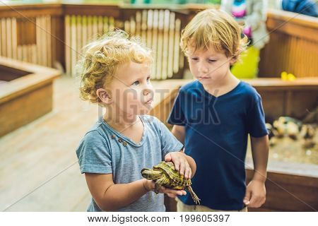Toddlers Boy And Girl Caresses And Playing With Turtle In The Petting Zoo. Concept Of Sustainability