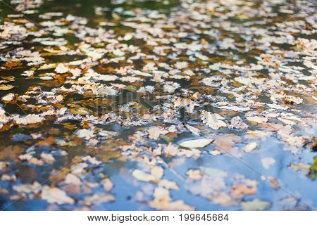 Lake covered with autumn leaves background. Forest in nature.