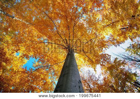 Colorful autumn tree in forest. view from below