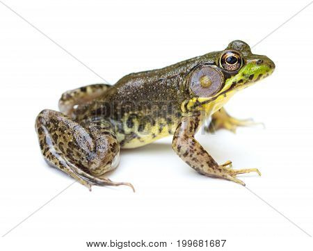 Green Frog (Lithobates clamitans) isolated on a white background