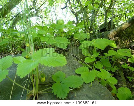 Close Up Macro Detail Of Wild Strawberry Plants Covering Old Wall