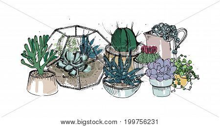Cactus and succulents composition. Collection plants in pots, florarium. Colorful vector hand drawn illustration in sketch style, isolated on white background