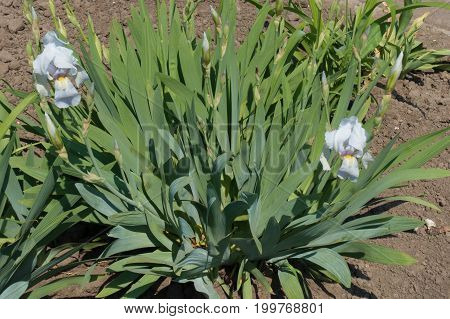 Two Pastel Light Blue Flowers Of Iris