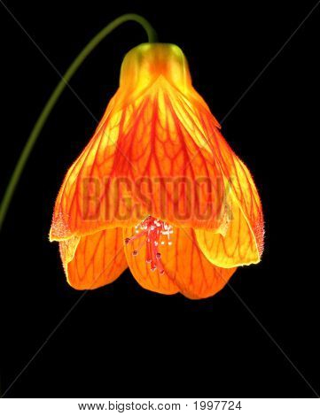 Abutilon als eine Laterne