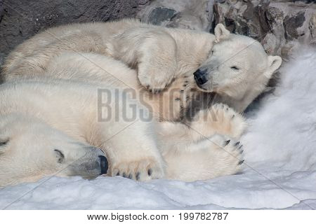 Two polar bears sleeping on white snow. Animals in wildife.