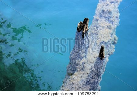 treetrunk in the blue waters of the national park Plitvice, Croatia