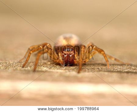 Just a grisly little spider in close-up