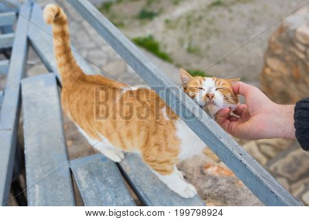 Homeless cat, pet and animals concept - Man caress street cats.