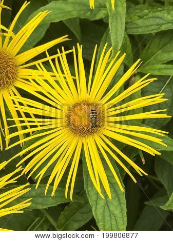 Beautiful large yellow flower of Inula hookeri daisy with hoverfly gathering pollen