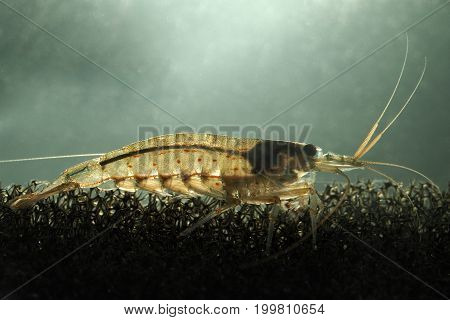 Beautiful Amano shrimp in the aquarium. Macro