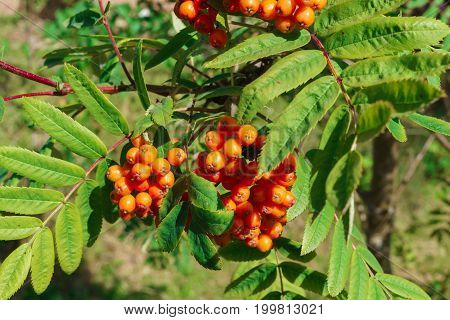 Ripening red bunches of mountain ash on a tree.