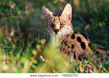 A solitary Serval Cat sitting among tall grasses on the plains of the masai mara national park kenya