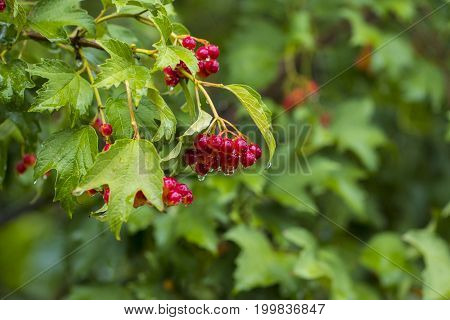 Bunch Of Red Berries Of Viburnum (guelder Rose) In Garden After Rain.