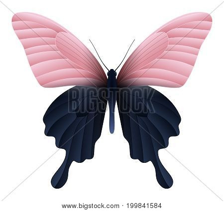 Papilio thoas or the king swallowtail butterfly isolated on a white background. Vector 3D illustration