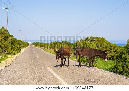 funny donkey looking at the camera, Cyprus, Karpaz National Park Wild Donkey Protection Area
