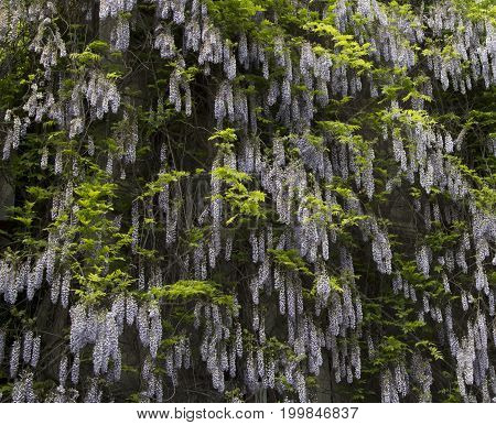 Mauve violet Wisteria bush climbing flowers outdoor close up Fabaceae family.