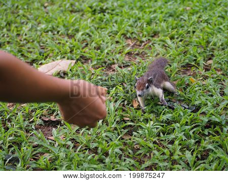 The squirrel see a food and coming for feeding by kind people.