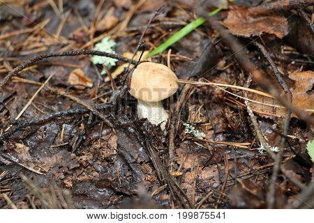 Mushroom In A Damp Forest After A Rain Near A Green Moss And An Old Stump With Autumn Yellow Leaves