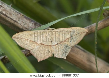 Lood Vein Moth (timandra Comae)